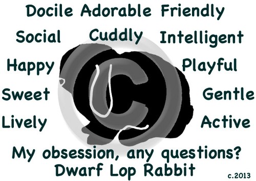 Dwarf mini lop rabbit bunny - dwarf, or